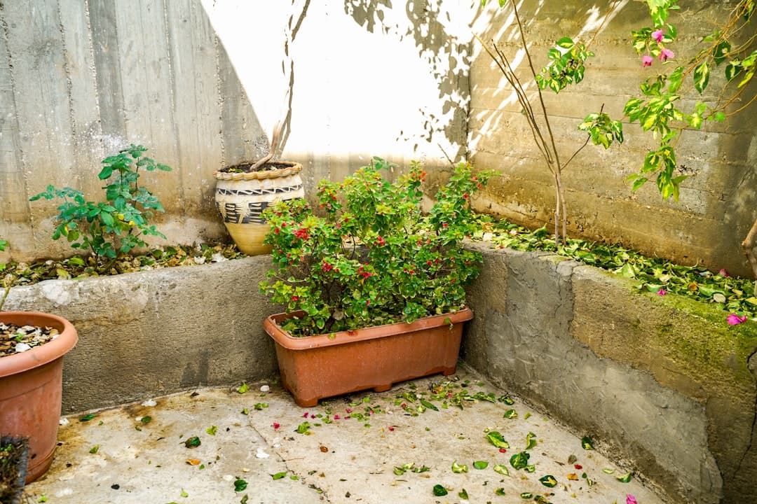 Concrete Patios in Citrus Heights, CA